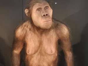 Hominido Bipedo